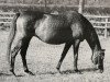 Pferd Yonne xx (Englisches Vollblut, 1936, von Indus xx)
