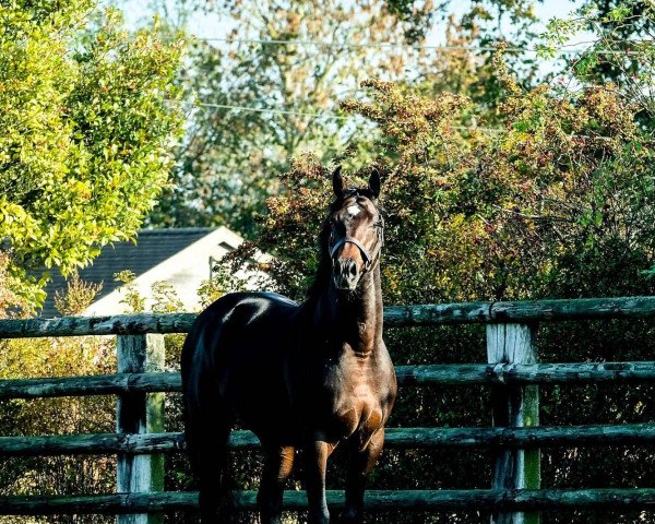 stallion Wings of Eagles xx (Thoroughbred, 2014, from Pour Moi xx)