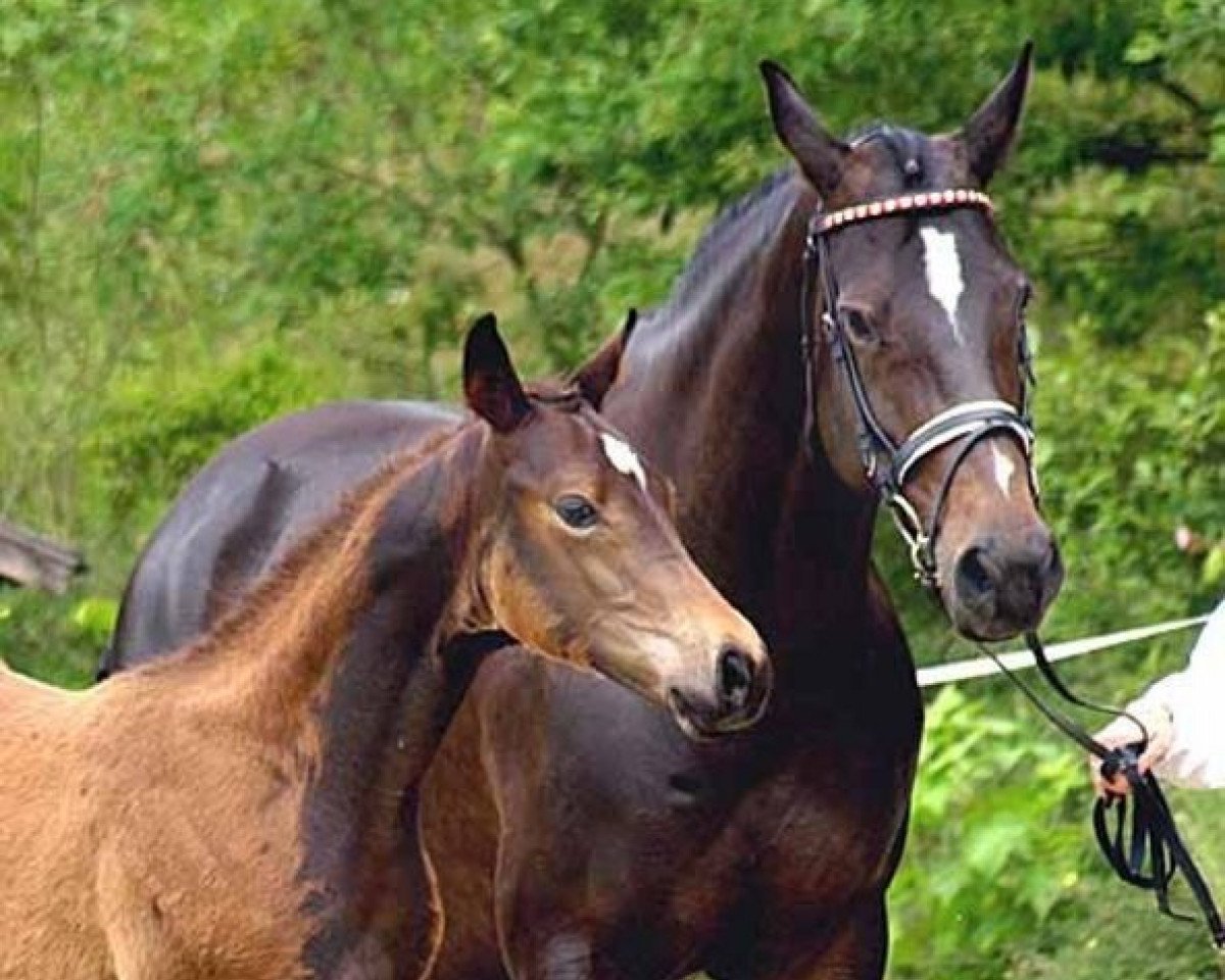 broodmare Amadelia (Trakehner, 2001, from Lauries Crusador xx)