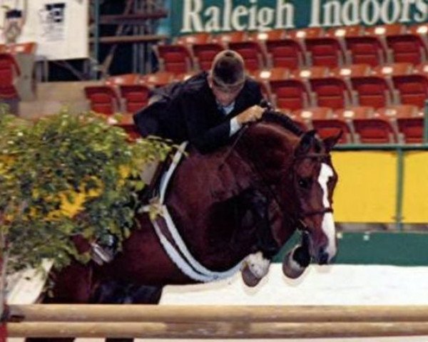 stallion Paparazzo (Hanoverian, 1995, from Pablo)