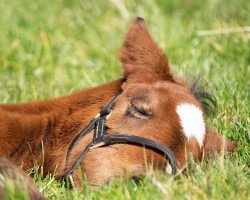 Pferd Stute von Circus Maximus xx (Englisches Vollblut, 2022, von Circus Maximus xx)