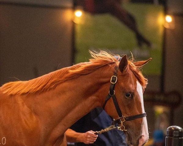 horse Hengst von Justify xx (Thoroughbred, 2021, from Justify xx)