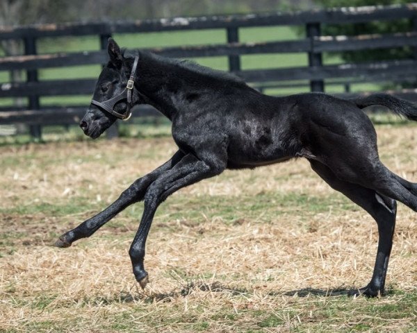 Pferd Stute von Cairo Prince xx (Englisches Vollblut, 2022, von Cairo Prince xx)