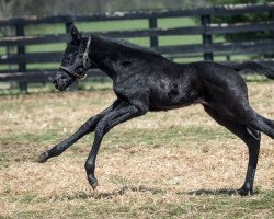 horse Stute von Cairo Prince xx (Thoroughbred, 2022, from Cairo Prince xx)