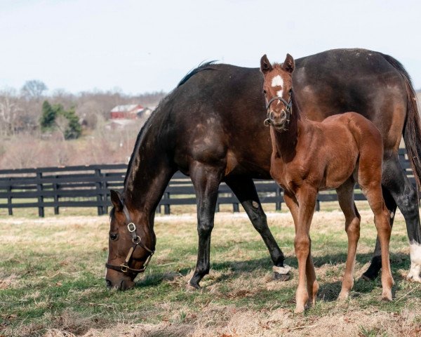 horse Stute von Kantharos xx (Thoroughbred, 2022, from Kantharos xx)