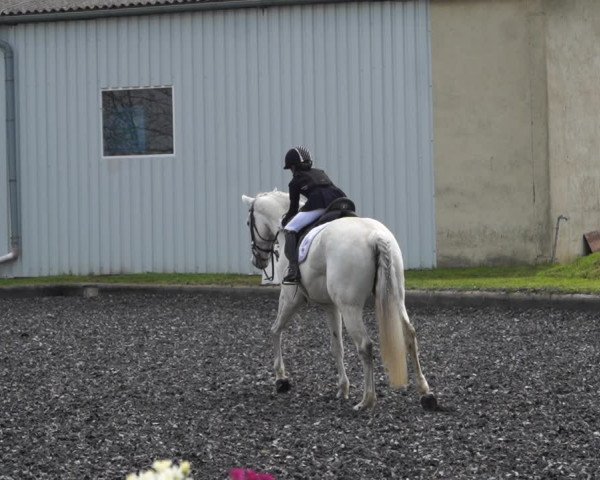 Reitturnier Gerasdorf bei Wien 2022