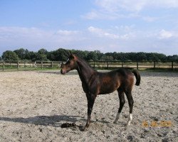 jumper Chakotay (Westphalian, 2005, from Cornet Obolensky)