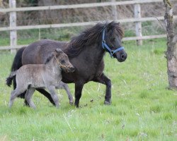 broodmare Alissa (Shetland Pony, 2002, from Stelart of Transy)