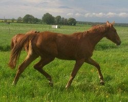 jumper Cylene (German Sport Horse, 2011, from Collini's Boy)