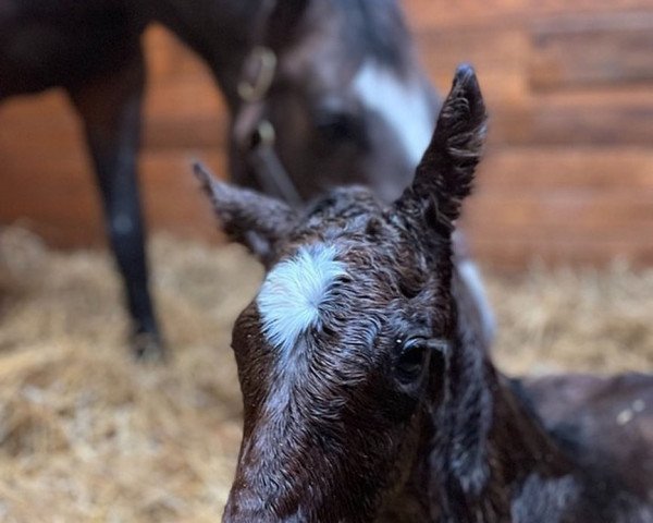 horse Hengst von Tapit xx (Thoroughbred, 2022, from Tapit xx)