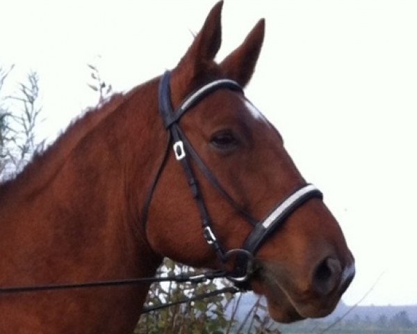 dressage horse Magnum (Arabian thoroughbred,  , from Garsalx ox)