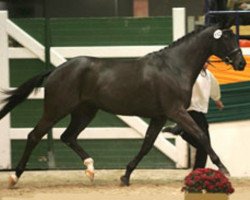 dressage horse In Vita (Trakehner, 2003, from Buddenbrock)