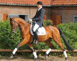 broodmare Scarlett O'Hara (Trakehner, 2005, from Connery)