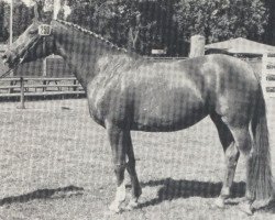 Zuchtstute Tannenmeise (Trakehner, 1967, von Sterndeuter)