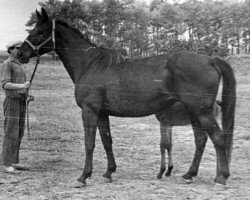 broodmare Zaponka (Russian Trakehner, 1971, from Plafon xx)