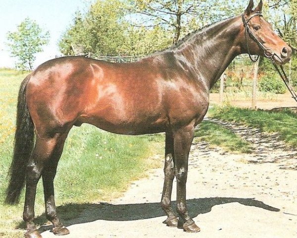 stallion Windmesser xx (Thoroughbred, 1978, from Madruzzo xx)