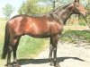stallion Windmesser xx (Thoroughbred, 1978, from Madruzzo xx)