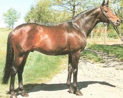 stallion Windmesser xx (Thoroughbred, 1978, from Madruzzo xx)