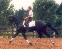 stallion Blitzwind (Trakehner, 1973, from Donauwind)