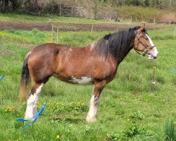 Pferd Berkshire Royal Diane (Clydesdale, 2019, von Berkshire Royal Masterpiece)