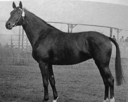 broodmare Polaria (Trakehner, 1962, from Schöner Abend)