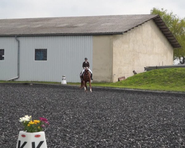 Reitturnier Gerasdorf bei Wien 2022