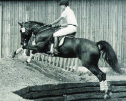 broodmare Pommern (Trakehner, 1971, from Habicht)