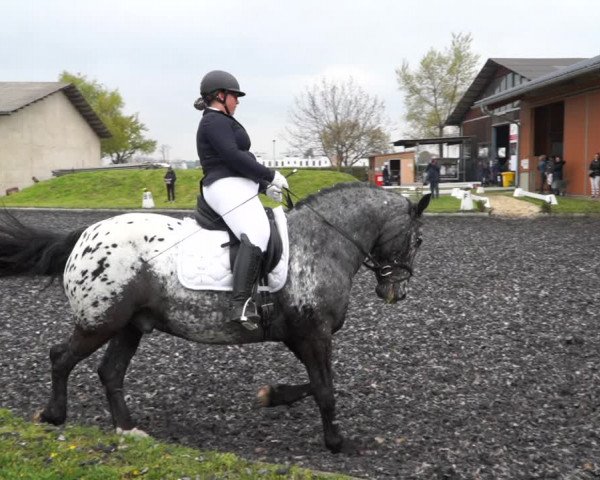 Reitturnier Gerasdorf bei Wien 2022