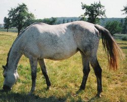 Zuchtstute Roxilane II (Trakehner, 1987, von Sonnenstrahl 3417)