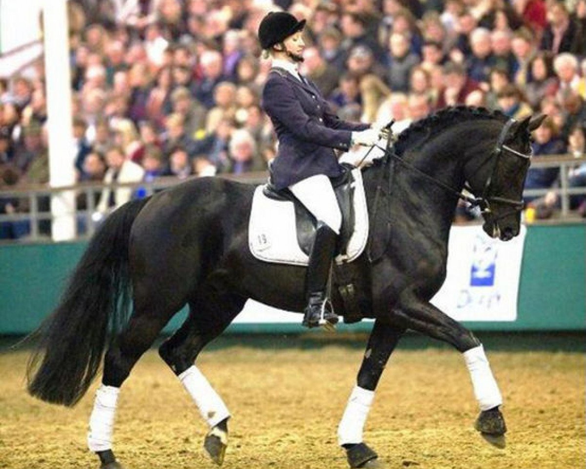 stallion Invincible Sir (Trakehner, 2004, from Best Before Midnight)