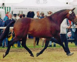 Zuchtstute Idylle II (Trakehner, 1984, von Consul)