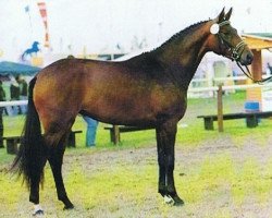 broodmare Inschrift (Trakehner, 1996, from Glanzlicht)