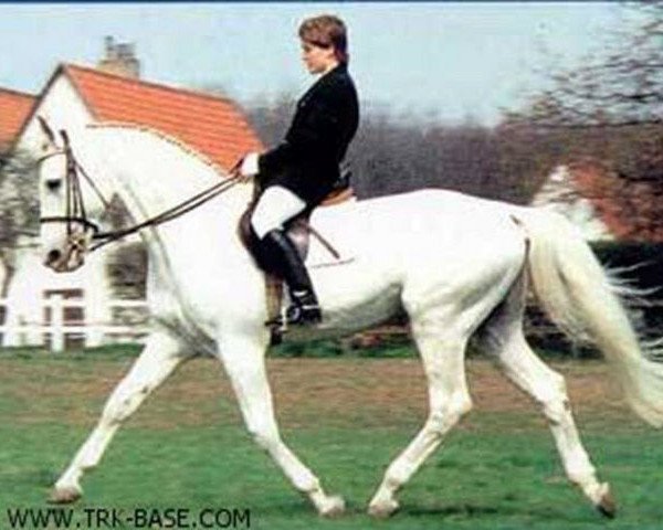 stallion Vespucci (Trakehner, 1970, from Condus)