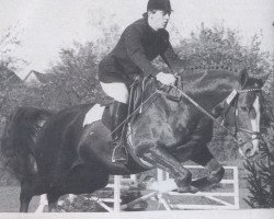 Deckhengst Markzauber (Trakehner, 1979, von Zauberklang)