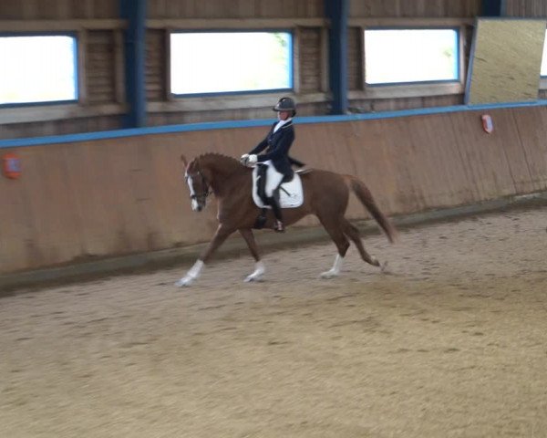 Reitturnier Gerasdorf bei Wien 2022