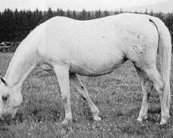 broodmare Feodora 512 (Trakehner, 1942, from Canino)