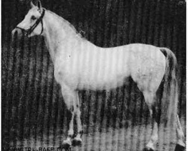 stallion Fez (Trakehner, 1949, from Suomar)
