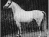 stallion Fez (Trakehner, 1949, from Suomar)