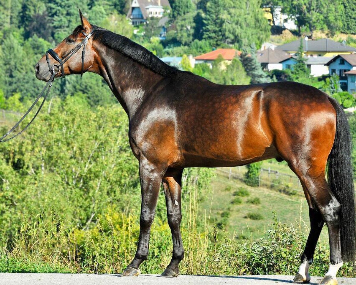 jumper Fire and Flames (Hanoverian, 2013, from Fürstbischof)
