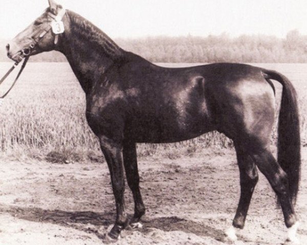 stallion Asket (Trakehner, 1974, from Karneol)
