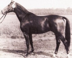 stallion Asket 1355 (Trakehner, 1973, from Karneol)