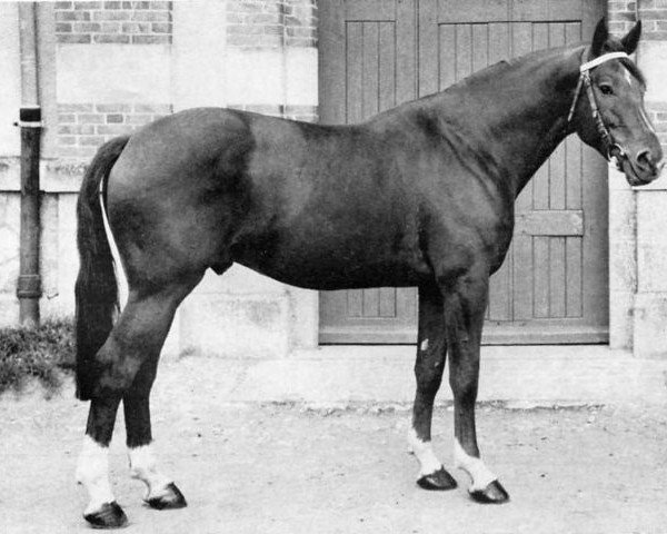 horse Artichaut (Selle Français, 1966, from Pierreville)