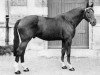 horse Artichaut (Selle Français, 1966, from Pierreville)