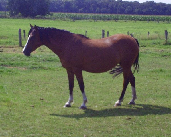 broodmare Frankenbach Paula (German Riding Pony, 1997, from Principal Boy)