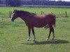 broodmare Frankenbach Paula (German Riding Pony, 1997, from Principal Boy)