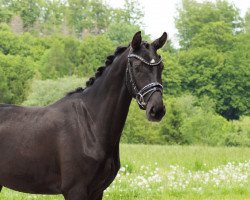 Zuchtstute Valkyre II (KWPN (Niederländisches Warmblut), 2005, von Totilas)