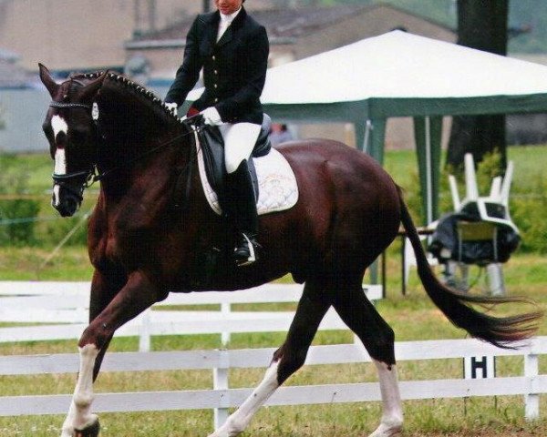 dressage horse Sambatraum (German Sport Horse, 2005, from Samba Hit I)