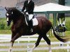 dressage horse Sambatraum (German Sport Horse, 2005, from Samba Hit I)