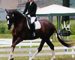 dressage horse Sambatraum (German Sport Horse, 2005, from Samba Hit I)