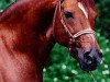 stallion Cosmos (Paso Fino, 1980, from Resorte Cuarto)